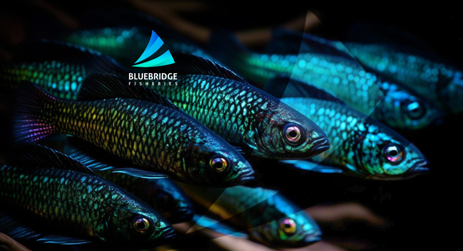 BlueBridge Fisheries Limited